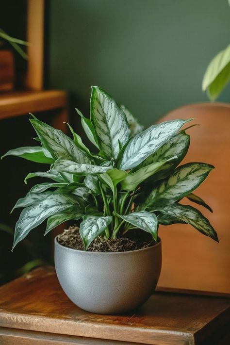 Silver Queen (Aglaonema) is a sophisticated and resilient choice for any indoor space! 🌿🏡 Known for its striking silver and green foliage and low maintenance needs, this plant is a delightful blend of elegance and hardiness. Perfect for adding a touch of refined beauty and lush greenery, Silver Queen is an excellent addition to any room. Indulge in this timeless botanical charm today! 🌱✨ #SilverQueen #Houseplants #IndoorGarden #GreenLiving Plant Goals, Small Balcony Garden, Plants Are Friends, Indoor Flowers, Office Plants, Pretty Plants, Lush Greenery, Garden Shop, Garden Layout