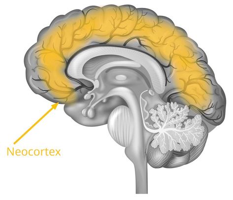 Neocortex Neocortex Brain, Eye Tracking, Cerebral Cortex, Limbic System, Brain Activities, Self Assessment, Waiting In Line, Human Behavior, Feelings And Emotions