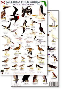 Backyard Birds Watching, Florida Birds, Shore Birds, Wildlife Rehabilitation, Bird Identification, Florida Water, Bird Migration, Florida Art, Bird Book