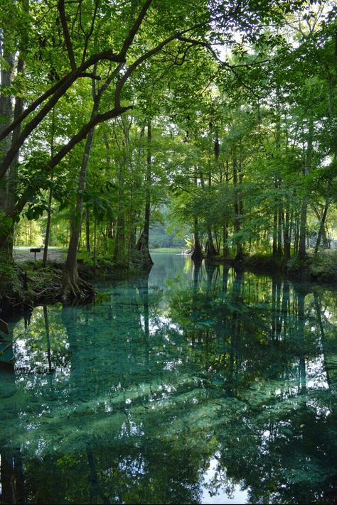 Mangroves Aesthetic, Mangrove Forest Aesthetic, Mangrove Aesthetic, Forest And Ocean, Flooded Forest, Water Forest, Mangrove Swamp, Mangrove Forest, Pretty Landscapes