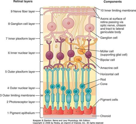 Layers of the retina Eye Retina, Nervous System Anatomy, Optical Coherence Tomography, Medical Terminology Study, Learn Physics, Eye Facts, Eye Anatomy, Medicine Notes, Medical Books