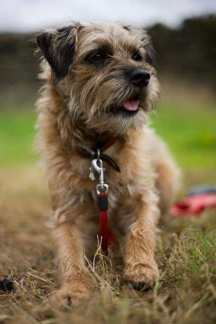 Mutts are just awesome. There are plenty of advantages to having a mixed-breed dog. Here are a few reasons our non-purebred buddies are so great. Large Dog Kennel, National Mutt Day, Border Terrier Puppy, Scruffy Dogs, Mutt Dog, Brown Dogs, Border Terriers, December 2nd, Border Terrier