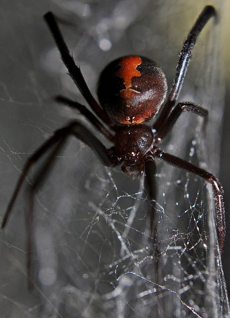 Redback spider--Latrodectus hasselti | by markusOulehla Venomous Spiders, Redback Spider, Dangerous Spiders, Arachnids Spiders, Weird Insects, Spider Venom, Spider Species, Sketch Reference, Big Spiders