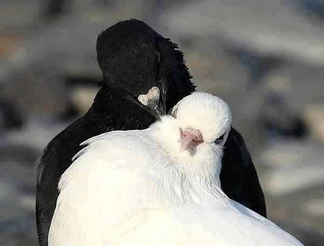 Pigeon   Love Hugs kiss Cute Pigeon, Regnul Animal, White Birds, 수채화 그림, Pretty Animals, Two Birds, Silly Animals, Pretty Birds, Cute Birds