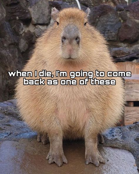 Cute Drawings Capybara, Capybara Profile Pic, Preppy Capybara, Capybara Quotes, Capybara Slay, Slay Girlboss, Capybara Drawing, Pets Painting, Capybara Funny