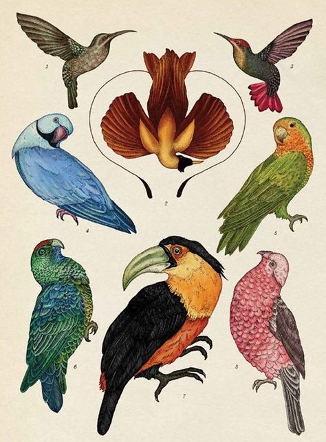 Bird Scientific Illustration, Natural History Illustration, Scientific Drawing, Katie Scott, Science Illustration, Botanical Illustrations, Nature Drawing, Vintage Inspiration, Scientific Illustration