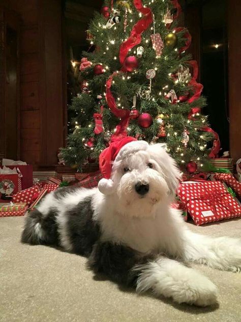 Old English Sheepdog Christmas, Old English Sheepdog Haircut, Old English Sheepdog Puppy, Christmas Critters, English Dogs, Merry Christmas Dog, Sheep Dogs, Christmas Dogs, Bearded Collie