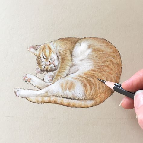 A memorial piece for a family who has recently lost their beloved cat. Pencil crayon Animal Color Pencil, Cat Colored Pencil, Cat Portraits Drawing, Cat Colored Pencil Drawing, Colored Pencil Drawing Tutorial, Animal Drawings Sketches, Pets Drawing, Cat Sketch, Colored Pencil Artwork