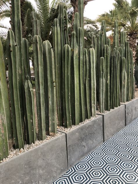 Concrete planter boxes for cactus plants and tiles Cactus Planter Box Outdoor, Concrete Cactus, Cactus Patio Decor, Cactus Outdoor Garden, Cactus Patio, Raised Cactus Garden Bed, Cactus Backyard Ideas, Cactus Planters Outdoor, Cactus In Planter Outdoor