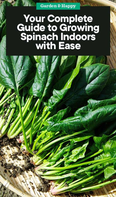 Indoor Spinach Garden, Growing Greens Indoors, How To Grow Spinach Indoors, Grow Spinach Indoors, How To Grow Spinach, Grow Spinach, Guerilla Gardening, Gardening Basics, Indoor Garden Apartment