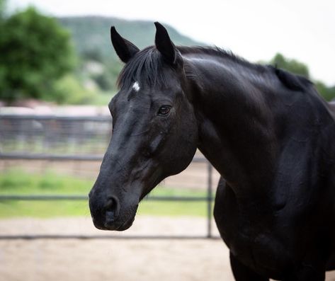 Black Thoroughbred Horse, Black Thoroughbred, Sarah Stone, Crooked Kingdom, Ideal Life, Dream Horse, Writing Motivation, Thoroughbred Horse, Thoroughbred