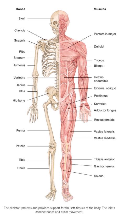 Muscular System Anatomy, Human Muscle Anatomy, Anatomy Bones, Nursing School Essential, Family Doctor, Medical School Life, Nursing School Motivation, Basic Anatomy And Physiology, Nursing Student Tips