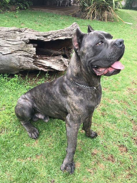 From ' I Love My Cane Corso ' Brindle Cane Corso, Cana Corso, Cane Corso Dog Black, All Black Cane Corso, Cane Corso Mastiff, Cane Corso Italian Mastiff, Rustic European, Cane Corsos, Uncropped Cane Corso