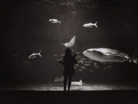 J Lambert film photography. Japan aquarium black and white medium format film photograph Photography Japan, Medium Format Film, Black And White Photo Wall, Japanese Photography, Diane Arbus, Cindy Sherman, Alfred Stieglitz, 35mm Photography, Film Photography 35mm