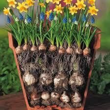 Fall Bulb Planting, Spring Bulbs Garden, Planting Tulips, Fall Bulbs, Fleurs Diy, Container Gardening Flowers, Flower Bulbs, Garden Bulbs, Garden Containers