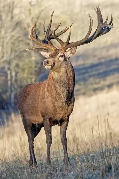 Monarch Of The Glen, Red Deer Stag, Deer Photography, Red Stag, Animal Tattoo Ideas, Deer Photos, Stag Deer, Deer Horn, Deer Art