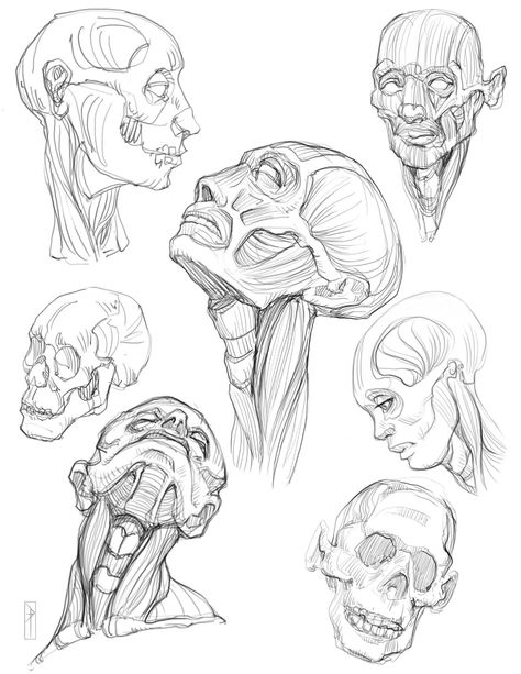 ArtStation - Morpho ecorche 1, Dmitri Tikhomirov Human Face Muscle Anatomy, Face Muscles Drawing, Tomfoxdraws Anatomy, Morpho Anatomy For Artists, Face Anatomy Drawing, Morpho Anatomy, Face Muscles, Head Muscles, Face Anatomy