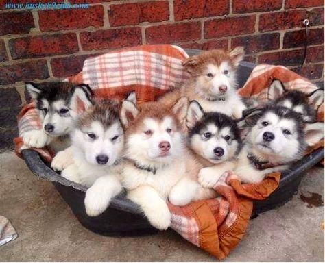 These little guys are so adorable! Alaskan Malamute Puppies, Litter Of Puppies, Malamute Puppies, Husky Puppies, Alaskan Malamute, Puppies For Sale, A Dog, Husky, Puppies