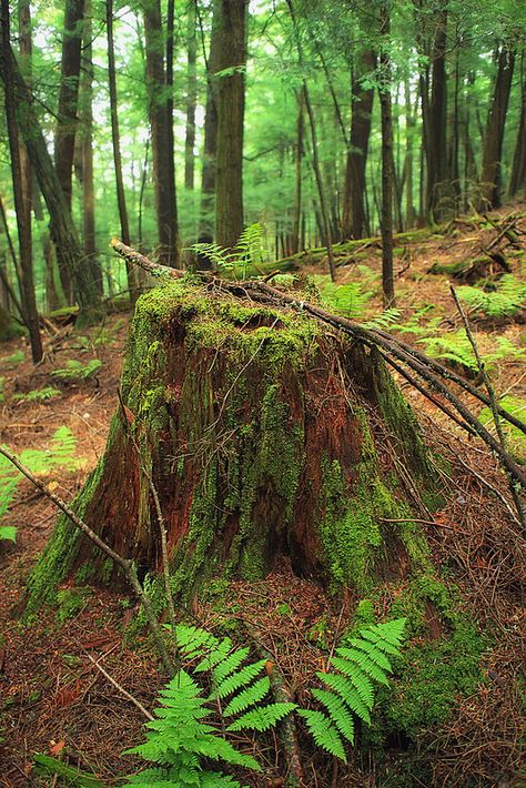 Forrest H. Dutlinger Natural Area (Revisit) (19) | by Nicholas_T Old Growth Forest, Nordic Forest, Fern Forest, Green Jungle, Temperate Rainforest, Spruce Tree, Vascular Plant, Biome, New Forest