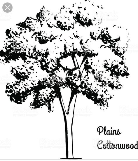 B&W sketch Cottonwood tree Eastern Red Bud, Bud Drawing, American Elm Tree, Cottonwood Leaf, Cottonwood Tree, Eastern Redbud, Tree Bark Texture, Elm Tree, Red Bud