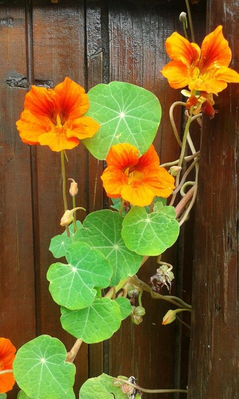 Nasturtiums. What a simple yet beautiful plant. Nasturtium Flower Photography, Nasturtium Flower Drawing, Nasturtium Photography, Nasturtium Painting, Trailing Nasturtium, Nasturtium Art, Nasturtium Tattoo, Orange Nasturtium, Nasturtium Flower