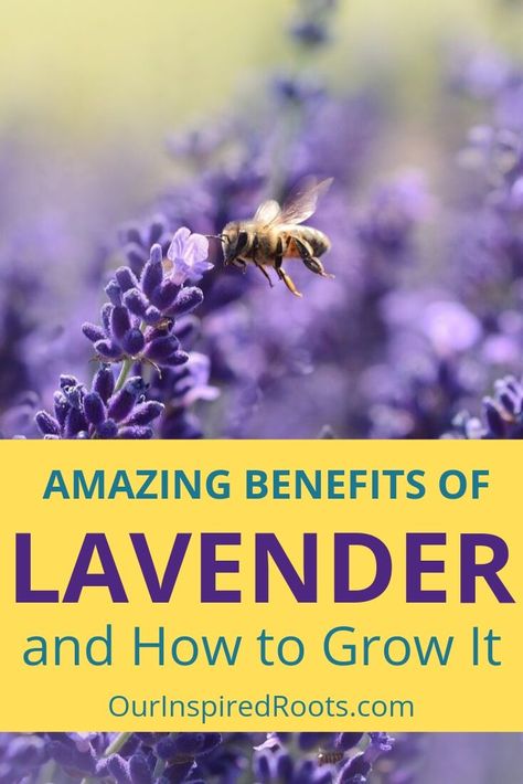 Want to improve your health with the amazing benefits of lavender? This herb is a staple in my garden for its many uses. Learn how awesome it is and how to grow it now. #lavender #herbs Gardening Benefits, Preserve Fresh Herbs, Benefits Of Lavender, Kitchen Gardens, Diy Herbal Remedies, Lavender Benefits, Lavender Herb, Growing Lavender, Diy Herb Garden