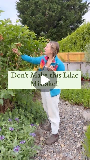 How To Trim A Lilac Bush, Lilac Trees And Bushes, Lilac Bush Landscaping, Lilac Pruning, Diy Garden Decor Projects, Lilac Plant, Lilac Garden, Lilac Bush, Lilac Bushes