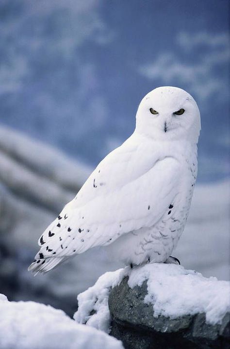 Owl Wallpaper, Snow Owl, Owl Photos, Owl Eyes, Owl Pictures, Beautiful Owl, White Owl, Bird Wallpaper, Owl Bird