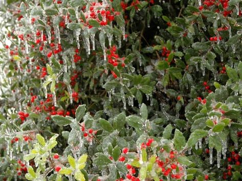 When to Prune Holly Bushes - Garden Tips 2023 - Northern Nester Needlepoint Holly, Holly Shrub, Holly Plant, Holly Bush, Bush Garden, Holly Tree, Organic Mulch, Small Shrubs, Specimen Trees