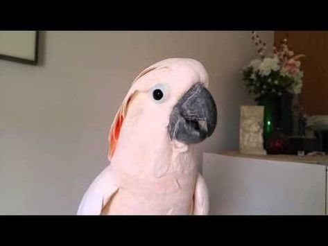 #parrots #parrot #cockatoo #birdlovers #parrotlove #birds #bird #petparrot #parrotphotography Talking Parrots Videos Funny, Talking Parrots Videos, Talking Birds Videos, Funny Parrots Videos, Funny Birds Videos, Parrots Talking, Parrot Singing, Bad Names, Birds Talking