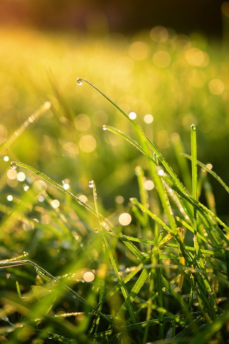 Dewy Days | A quick macro of the early morning dew. There's … | Flickr Morning Dew Aesthetic, Dewy Morning, Grass Flower, Grassy Field, Sleeve Ideas, Morning Dew, Long T, Green Grass, Green Aesthetic