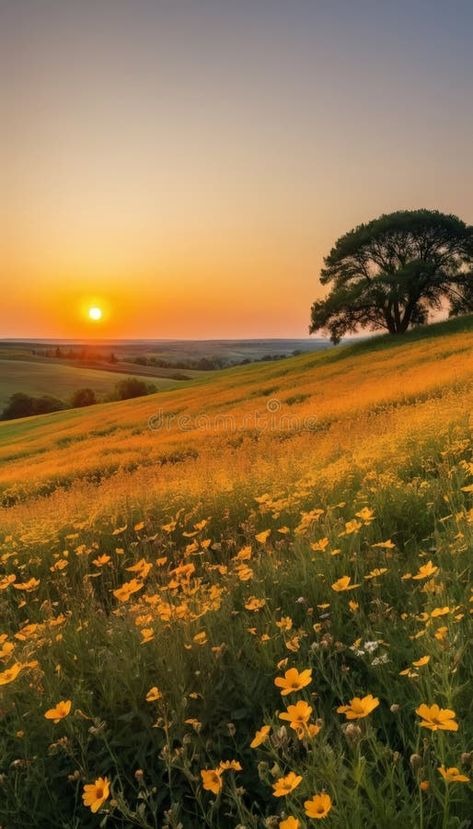 Golden meadow with wildflowers at sunset royalty free stock photography Tree In Meadow, Meadow Sunset, Horizon Photography, Sunset Meadow, Meadow Photography, Calm Sunset, Mystical Landscapes, Golden Meadow, Sun Landscape