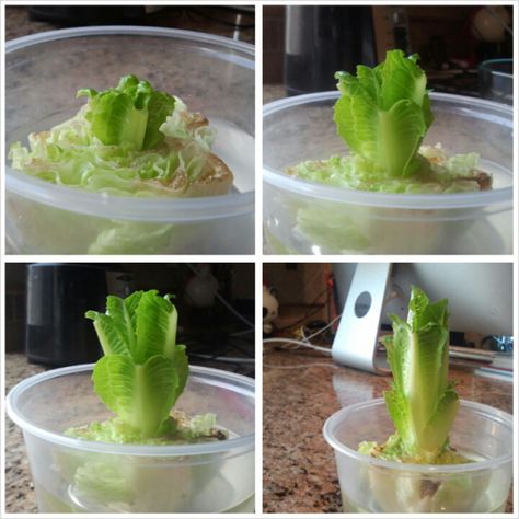 You can regrow lettuce from scraps. Regrow Lettuce Romaine, Essen, Regrowing Romaine Lettuce, How To Regrow Lettuce, Grow Romaine Lettuce, Lettuce In Containers, Regrow Lettuce, Romaine Lettuce Growing, Growing Lettuce Indoors