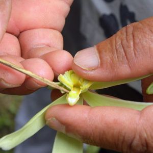 Grow Vanilla, Grow Vanilla Beans, Vanilla Planifolia, Vanilla Plant, Orchid Fertilizer, Greenhouse Garden, Vanilla Beans, Vanilla Orchid, The Fruit