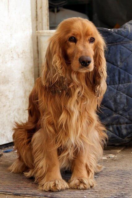 Cocker Spaniel X Golden Retriever, Golden Retriever Cocker Spaniel Mix Dogs, Cocker Spaniel Golden Retriever Mix Dogs, Cocker Spaniel Mixed Breeds, Cockalier Full Grown, Golden English Cocker Spaniel, Spaniels Breeds, English Cocker Spaniel Haircut, Spaniel Mix Dogs