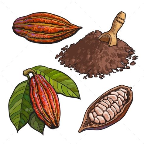 Cacao Powder Recipe, Cocoa Plant, Chocolate Drawing, Cacao Benefits, Cacao Fruit, Growing Fruit Trees, Cocoa Beans, Drawing Template, Food Sketch