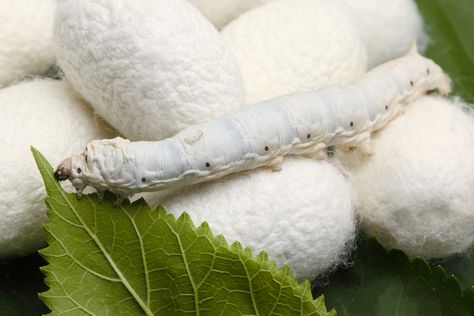 Silk is a natural protein fiber produced by silkworms. Description from bridalcleaningpreservation.blogspot.com. I searched for this on bing.com/images Silk Benefits, Silkworm Cocoon, Mulberry Leaf, Natural Protein, Hair Fibers, Silk Pillowcase, Natural Silk, Mulberry Silk, Caterpillar