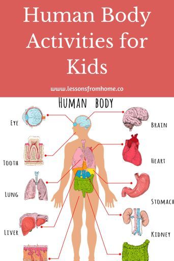 Teach kids the human body with Apologia Young Explorers Anatomy.  It is full of science experiments, human body activities and fun projects to teach kids about the wonderful bodies God has given us.  #science  #humanbody  #homeschool  #homeschoolscience  #lessonsfromhome Fun Anatomy, Apologia Anatomy, Human Body Printables, Human Body Projects, Human Body Science, Human Body Activities, Educational Illustration, Preschool Programs, History Curriculum