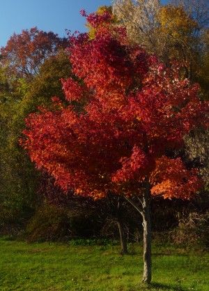 Care Of Red Maple Trees: How To Grow A Red Maple Tree Tree Tattoo Green, Red Maple Tree Landscaping, Maple Tree Tattoo, Maple Tree Landscape, Maple Tree Tattoos, Birch Tree Wedding, Willow Tree Tattoos, Tattoo Tree, Red Maple Tree