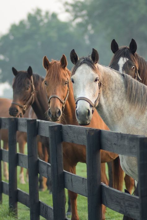 Types Of Fencing, Boarding Facility, Horse Fencing, Farm Lifestyle, Types Of Fences, Types Of Horses, Horse Aesthetic, Horse Farm, Most Beautiful Animals