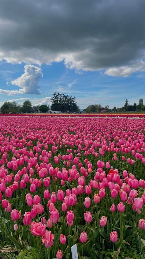 Boquette Flowers, Pola Kartu, Tulips Garden, Lovely Flowers Wallpaper, Nothing But Flowers, Tulip Fields, Pretty Landscapes, Spring Wallpaper, Flower Therapy