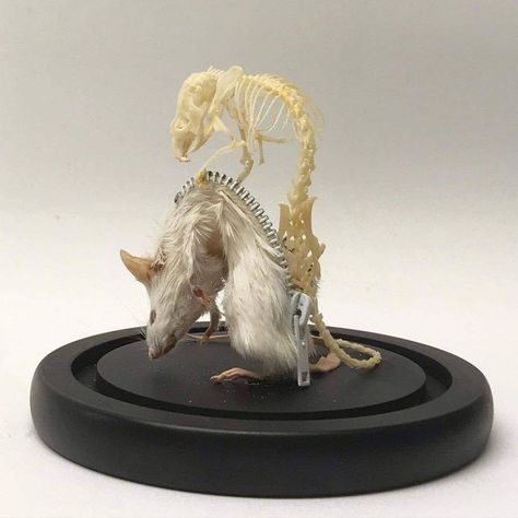 Bad Taxidermy | Not necessarily bad.. Bad Taxidermy, Armadura Cosplay, Taxidermy Decor, Wet Specimen, Animal Skeletons, Taxidermy Art, Bone Crafts, Vulture Culture, Bone Art