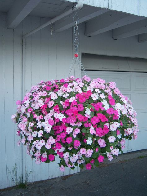 Flower Containers, Diy Flores, Hanging Flower Baskets, Plants For Hanging Baskets, Home Garden Plants, Hanging Flower, Proven Winners, Garden Containers, Flower Arrangements Diy