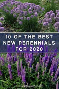 House To Home, Full Sun Perennials, Best Perennials, Fuchsia Flowers, Sun Perennials, Shade Perennials, Sun Plants, Flowers Wallpaper, Perennial Garden