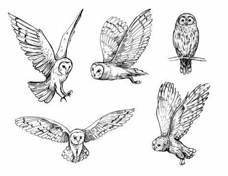 Owl Flying Drawing, Owl Reference, White Owl Tattoo, Barn Owl Tattoo, Owl Tat, Realistic Owl Tattoo, Labyrinth Tattoo, Owl Tattoo Drawings, Owl Sketch