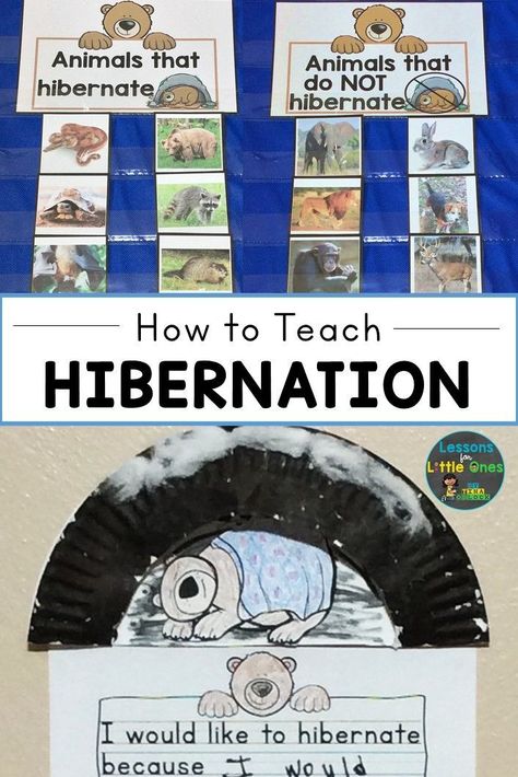 Find fun hibernation activities, crafts, songs, games, and books that will help you teach hibernation to your preschool, kindergarten, first grade students. Bear And Hibernation Preschool, What Animals Hibernate In The Winter Preschool, Winter Week Preschool, Hibernation Sorting Activity, Hibernation Inquiry Kindergarten, Preschool Hibernating Animals, Hibernation Migration Preschool, Hibernate Migrate Adapt Kindergarten, Arctic Animal Kindergarten Activities