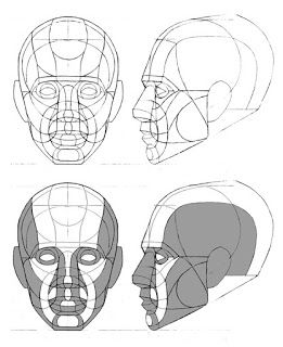 Tania Henderson: Head Diagram Head Anatomy, Male Figure Drawing, Face Anatomy, Anatomy Sculpture, Head Drawing, 얼굴 드로잉, Drawing Tutorial Face, Human Anatomy Drawing, Human Figure Drawing