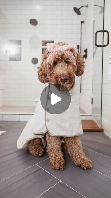 Matthews Legacy Farm | Goldendoodle Breeder on Instagram: "✨ The correct way to BRUSH A DOODLE! 🪮 You’ll need a Slicker Brush, Dematting Comb, and Tooth Comb! ✂️ Depending on the haircut and coat, groomers highly suggest brushing every other day! • you’ll want to line brush • start by holding sections of fur in opposite direction and w slicker brush, brush in direction of fur • check your work using a comb • place comb down to skin and it should easily pass fur • rinse and repeat 🔁 *optional* if areas are matted very carefully use a dematting comb to break thru tangled fur* Remember to introduce brushing early on in puppy’s training journey to foster a pawsitive grooming experience 🐾🫶🏼✨ Treatos always welcome 🤎 #BrushingLikeAPro #DoodleGrooming #FurMasterpiece #HappyDoodles # Teddy Bear Doodle Haircut, Goldendoodle Haircuts, Goldendoodle Breeders, Happy Doodles, Slicker Brush, The Haircut, Puppy Grooming, Pet Vet, Goldendoodle