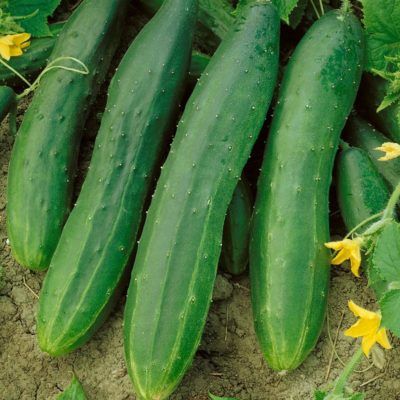 Cucumber Archives - Seeds for Generations Cucumber Varieties, Flavorful Vegetables, Cucumber Plant, Cucumber Seeds, Growing Cucumbers, Seed Pack, Green Fruit, Heirloom Seeds, Planting Seeds