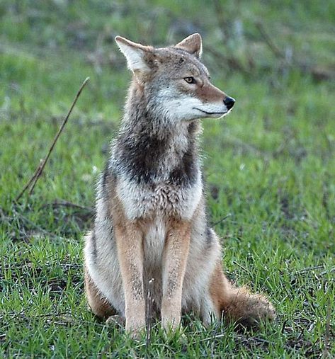 Coyote Coyote Reference Photo, Coyote Anatomy, Wily Coyote, Coyote Fursona, Coyote Sitting, Coyote Reference, Eastern Coyote, Coyote Facts, Coyote Aesthetic